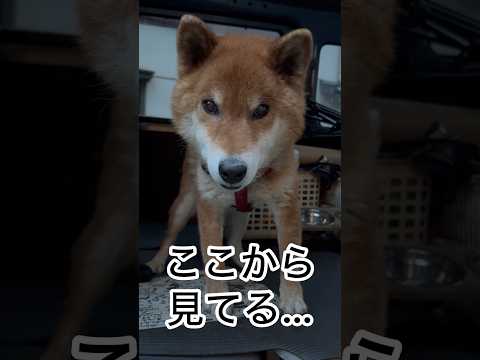 ’26.4.26 かたまる力丸… 柴犬 shibainu 柴犬のいる暮らし 柴犬の日常 車中泊犬 カメラ目線 力丸 サムネイル
