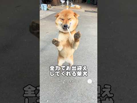 大喜びでお出迎えしてくれる柴犬🐶 柴犬 犬 かわいい犬 かわいい 犬のいる暮らし