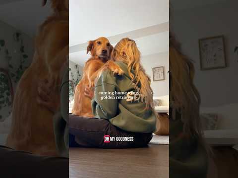 coming home to my golden retriever🥵 goldenretreiver dog ind… サムネイル