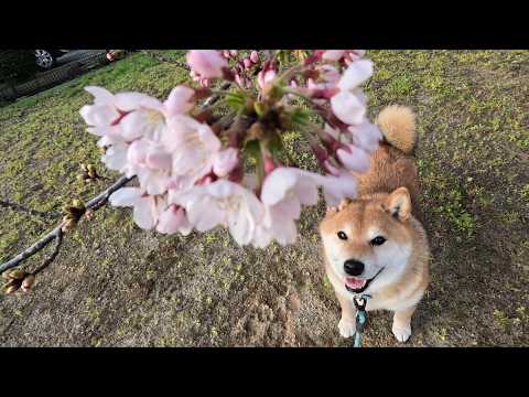 【五分咲き】ウラニワ🌸開花情報 サムネイル