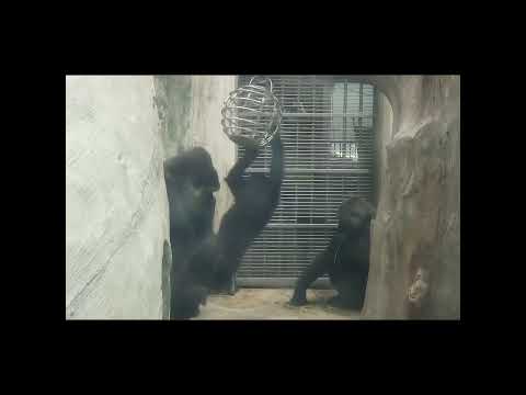 swing.Gorilla dad D'jeeco & mom Tayari 11y3m old & son Jaba… サムネイル