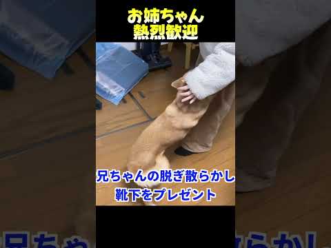 お姉ちゃん 熱烈歓迎 柴犬 愛犬 shibainu サムネイル
