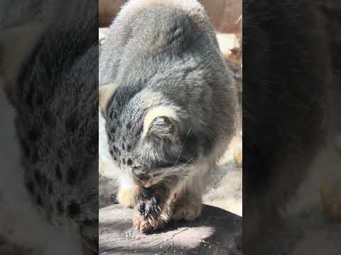 shorts ナゴムくんオニクの後のペロペロ😋　マヌルネコ　那須どうぶつ王国にて　2026年4月26日 サムネイル