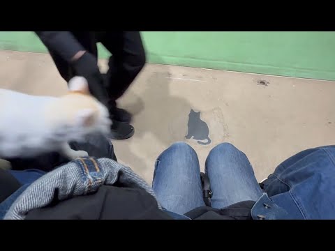 タルトくんのお膝サンポ🐾 なかなか見れない猫によるショー ザ・キャッツ(午前)    那須どうぶつ王国にて　2026年… サムネイル