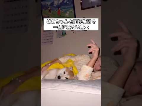 夜ふと見たらばあちゃんの布団に潜り込んでたイッヌ #柴犬 #豆柴 #柴犬のいる暮らし #shorts サムネイル