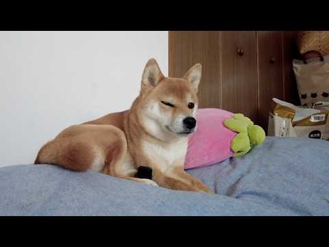 【特大でました】執念のゲップ待ち　柴犬小夏