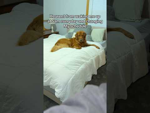 Oh, how the tables have turned 🐶 サムネイル