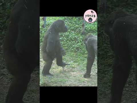 gorilla cute playing 🤣 gorillatag taipeizoo 金剛猩猩 台北市立動物園 fu… サムネイル