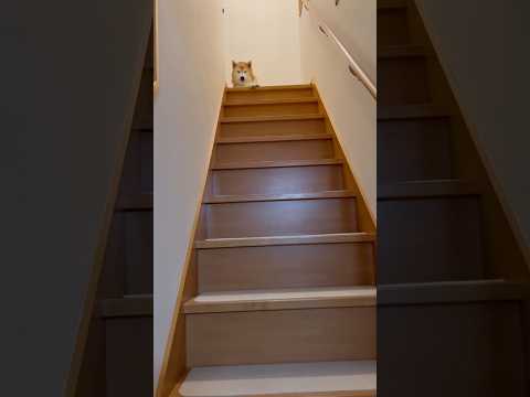 柴犬福 散歩行く気0の柴犬🤣Why here🤣shorts japanesedog 柴犬 shibainu funny… サムネイル