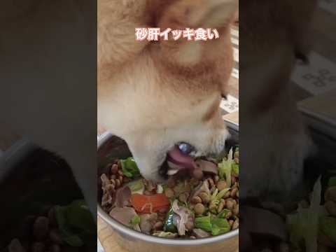 砂肝イッキ食い！コリコリいい音させて頂きます！ 柴犬 神戸 shiba サムネイル