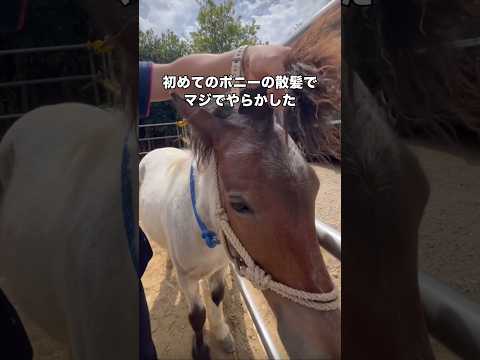 最後の顔、見てほしい･･･。 馬 ポニー やらかし shorts サムネイル