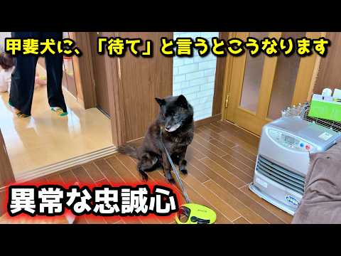 【忠犬】甲斐犬の忠誠心がエゲツなすぎて心配になる サムネイル