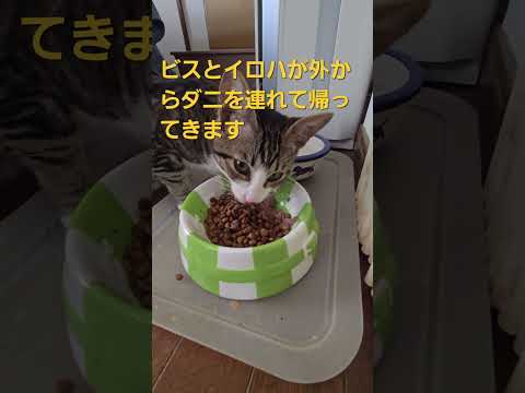 今日のキビ。体重2.6kg cat kitten 猫 子猫 仔猫 子猫の体重 ibukikohaku 癒し 子ネコ s… サムネイル