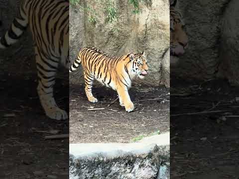shorts サーシャちゃん　アムールトラ🐯　浜松市動物園IMG 8335