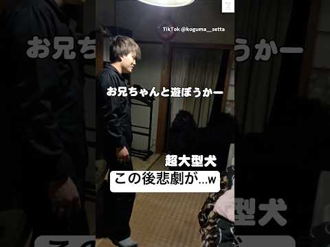 油断した結果、吹き飛ぶお兄ちゃん…w 超大型犬 大型犬　犬　面白い　犬のいる暮らし サムネイル
