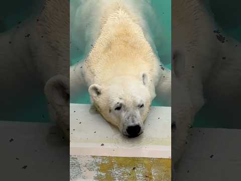 shorts このままウトウト‥   ホッキョクグマの豪太くん　男鹿水族館GAOにて　2026年5月22日 サムネイル