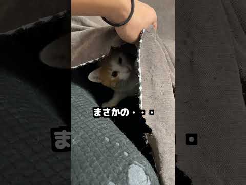 【恐怖】猫 in the ソファー 保護猫 癒し ネコ サムネイル