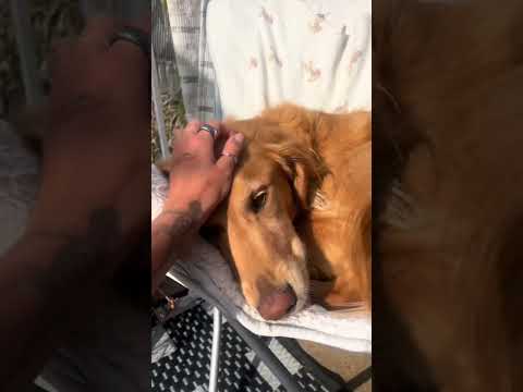 Golden retriver hug me india dog goldenretreiver dogbreed f…