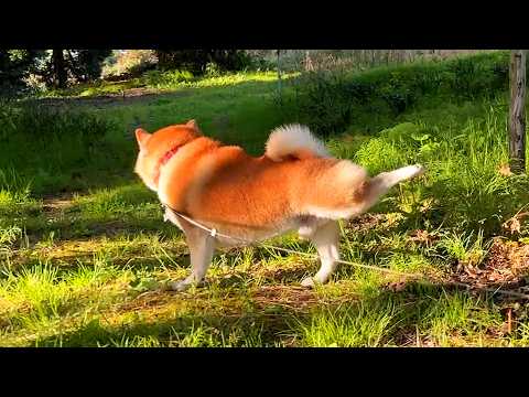 なんのへんてつもないさんぽ中にさりげなく華麗な柴犬ステップを披露し、緩急をつけてくる柴犬 サムネイル