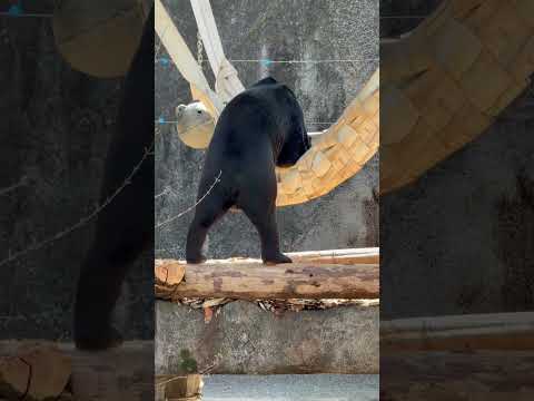 shorts マーチンくん ハンモックも美味しいモノいっぱいネェ〜☺️ マレーグマ　　のんほいパークにて　2026年4… サムネイル