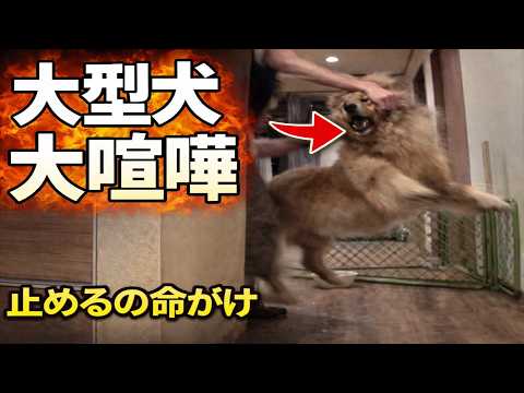 豆きちのちょっかいで大型犬が大喧嘩   止めるのは命がけでした サムネイル