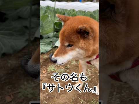 ’25.12.13 力丸とキャベツ… 柴犬 shibainu 柴犬のいる暮らし 柴犬の日常 カメラ目線 どアップ 力丸 サムネイル