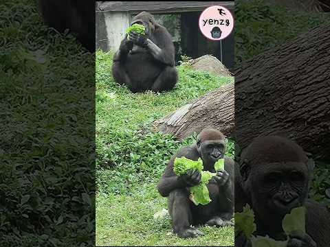 可愛的吃貨🥬😋😆 cute foodies gorilla taipeizoo 金剛猩猩 台北市立動物園 cutean… サムネイル