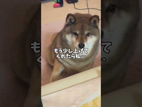 柴犬🐕が権力を握った暁には… サムネイル