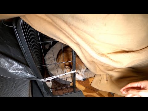 火の始末＆ちゃんと寝てるか見に行ったら・・。 サムネイル