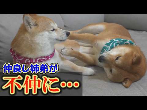 姉が弟柴犬を避け始めて4日目。状況は変わらず、不安になってきました・・・ サムネイル