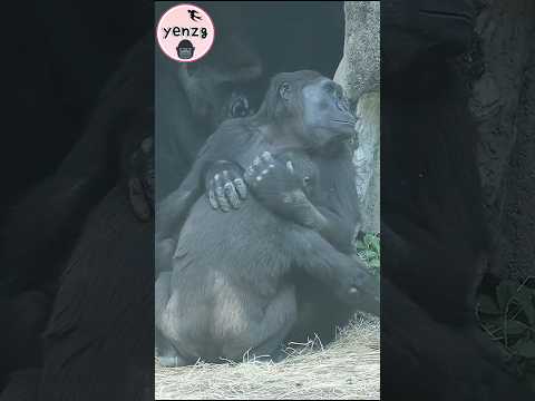 4Y9M old gorilla 🍼 gorillatag taipeizoo 金剛猩猩 台北市立動物園 shorts サムネイル