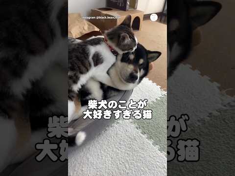 柴犬のことが大好きすぎる猫に困り顔の柴犬😂　柴犬　犬　猫　犬のいる暮らし 柴犬のいる暮らし サムネイル