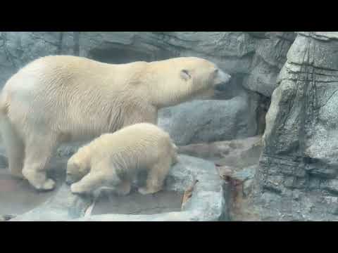 クンクンモモ太くん　  ホッキョクグマの親子　男鹿水族館GAOにて　2026年5月22日 サムネイル