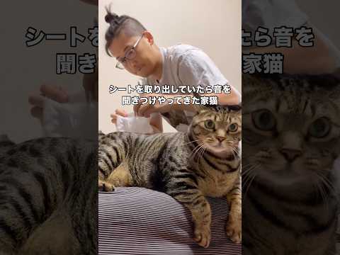 ウェットシートとおやつが終わった後は飼い主のご褒美タイムでわしゃわしゃ キジトラ トラ猫 わしゃわしゃ shorts サムネイル