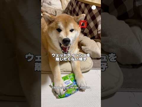 ウェットティッシュを守る柴犬　柴犬　犬　犬のいる暮らし 面白い　かわいい犬 サムネイル