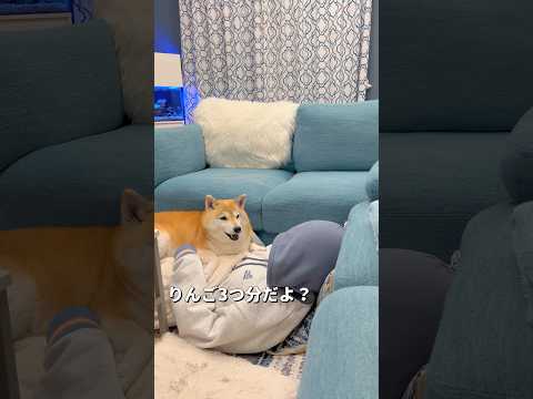 約束😂柴犬 shibainu shorts サムネイル