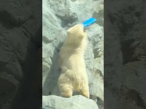 shorts ママぁ〜♪ホラ青いコーン♪ モモモ太くんとモモママ　  ホッキョクグマ　秋田県男鹿水族館GAOにて202… サムネイル