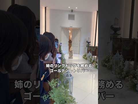 お姉ちゃんの結婚式でリングドッグの大役を任されたゴールデンレトリバー ゴールデンレトリバー リングドッグ 大型犬 sh… サムネイル