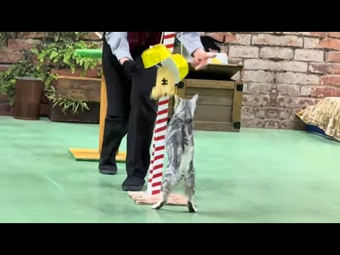 ヒマワリちゃんからご挨拶🌻　なかなか見れない猫によるショー ザ・キャッツ　那須どうぶつ王国にて　2026年1月30日 サムネイル