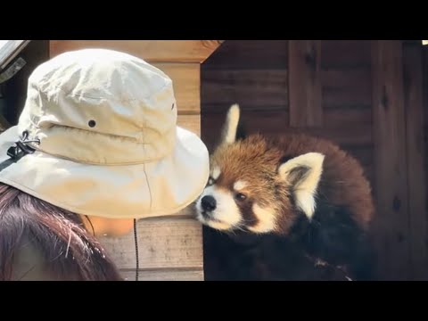 風太くんの食事タイム❣️ 今日は代番さん　レッサーパンダ　千葉市動物公園　2026年4月19日 サムネイル