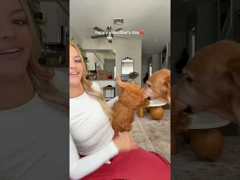 dog-tor coby to rescue🛟goldenpup puppy goldenpupppy dogbree… サムネイル