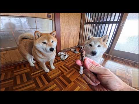 2026年3月3日(火)ひなまつり🎎 ニューオヤツ実食会 サムネイル
