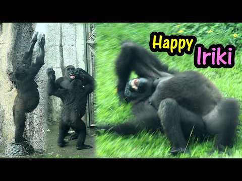 Happy, relaxed Iriki enjoyed the rain, cute Jabali, Ringo金剛… サムネイル
