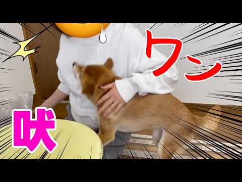 びっくり！お母さんにもフードアグレッシブ？猛抗議な柴犬小夏　ASMR　しあわせの村 サムネイル