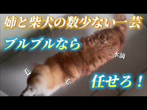 柴犬福 姉と柴犬の風呂後限定の一芸🤣Sister and Shiba Inu🤣
