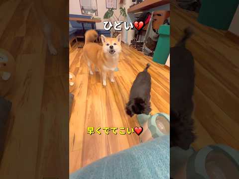 奪い合い🐶🐶‼️柴犬 チワワ shorts サムネイル