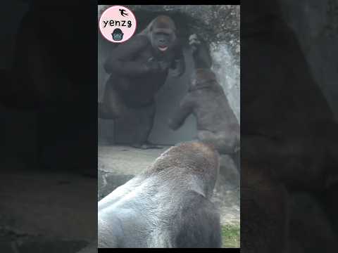 Tayari play with Jabali😆 gorilla gorillatag taipeizoo 金剛猩猩… サムネイル