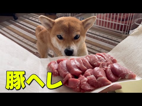 肉厚豚ヘレを丸っといただきます！柴犬小夏　ASMR サムネイル
