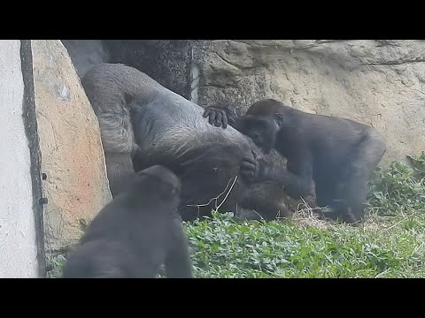 Gorilla D'jeeco family 吃午餐。菜心。萵苣 / Tayari 補手 / Jabali Ringo… サムネイル