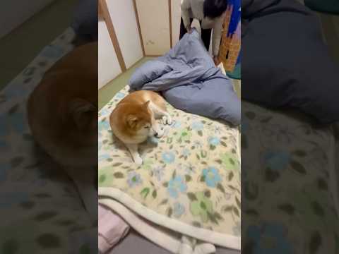 柴犬福 おばあさんの布団に居た柴犬🤣Grandma and Shiba🤣shorts 柴犬 shibainu japa… サムネイル